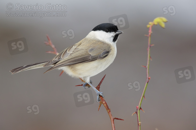 Marsh Tit, side view of an adult perched on a branch