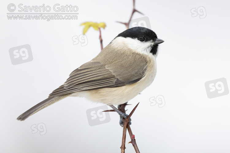 Marsh Tit, side view of an adult perched on a branch