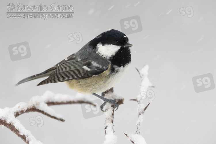 Coal Tit, side view of an adult perched on a branch