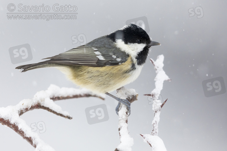 Coal Tit, side view of an adult perched on a branch under a snowfall