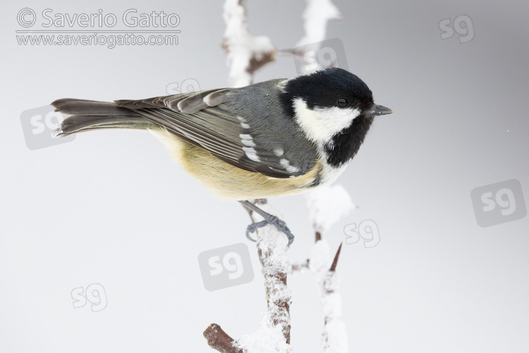 Coal Tit, side view of an adult perched on a branch covered in snow