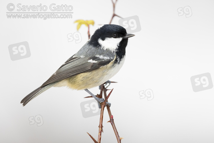 Coal Tit, side view of an adult perched on a branch