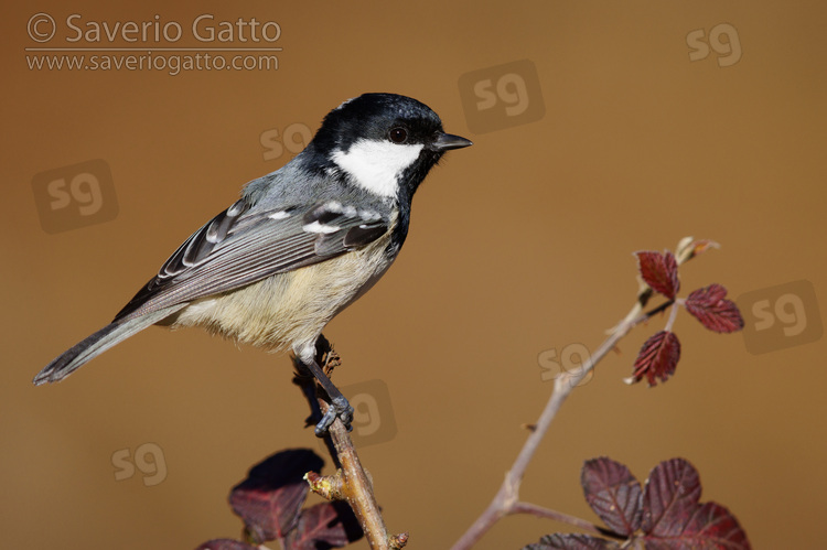 Coal Tit, side view of an adult perched on a branch