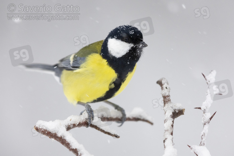 Great Tit, side view od an adult male perched on a branch under a snowfall