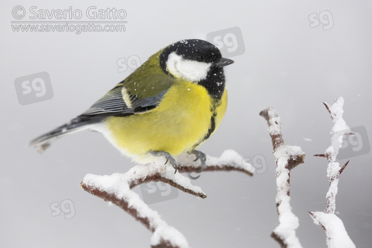 Great Tit, side view od an adult female perched on a branch covered in snow