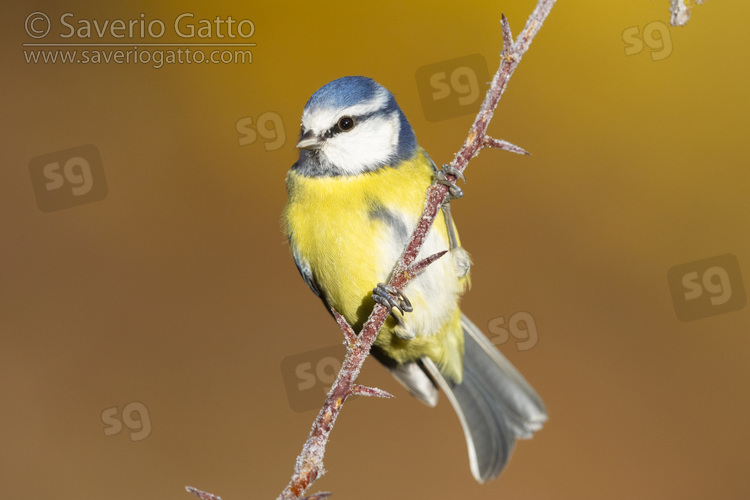 Eurasian Blue Tit, front view of an adult perched on a branch