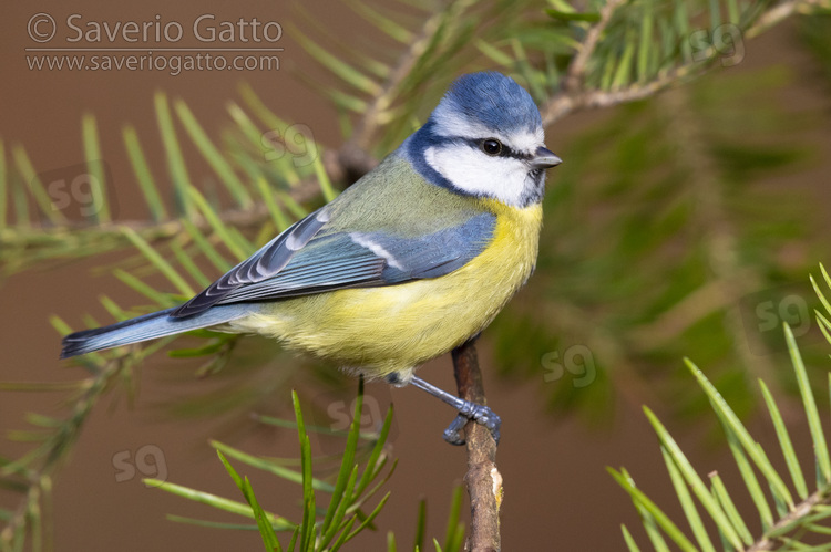 Eurasian Blue Tit, side view of an adult perched on a spruce branch