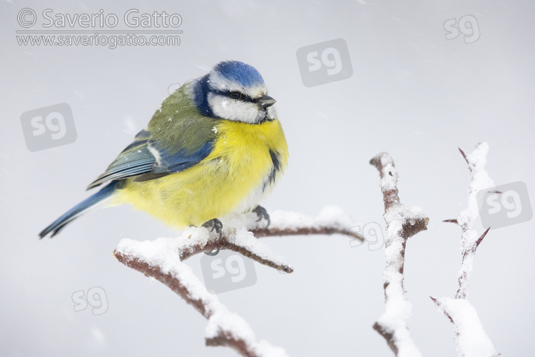 Eurasian Blue Tit, side view of an adult perched on a branch under a snowfall