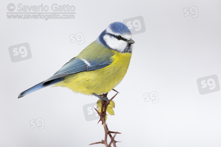 Eurasian Blue Tit, side view of an adult perched on a branch