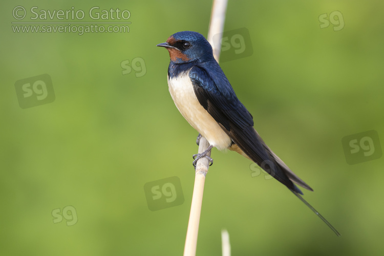 Barn Swallow, side view of an adult perched on a reed