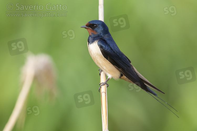 Barn Swallow, side view of an adult perched on a reed