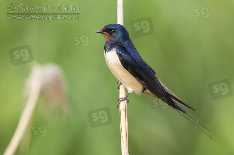 Barn Swallow