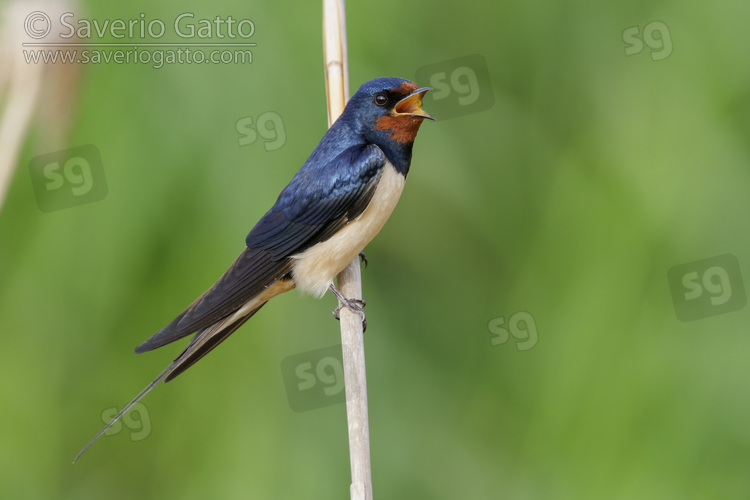 Barn Swallow, side view of an adult singing from a reed