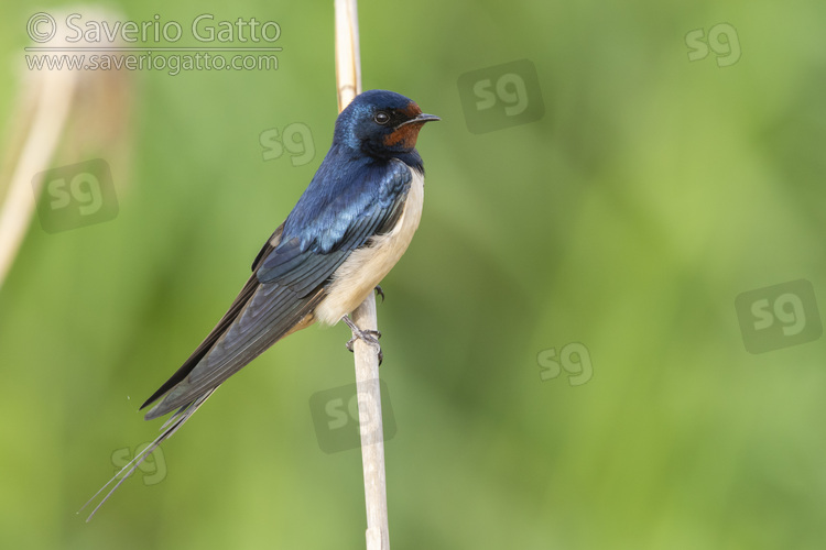 Barn Swallow, side view of an adult perched on a reed