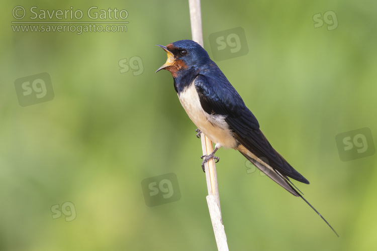 Barn Swallow, side view of an adult singing from a reed
