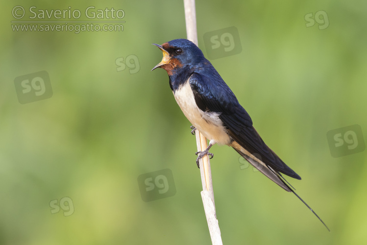 Barn Swallow