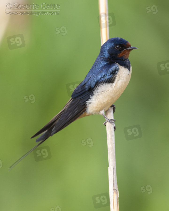 Barn Swallow, side view of an adult perched on a reed