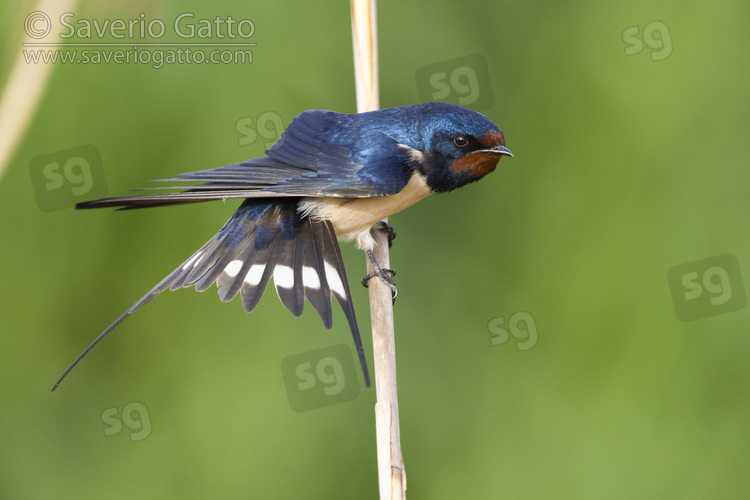 Barn Swallow, side view of an adult perched on a reed