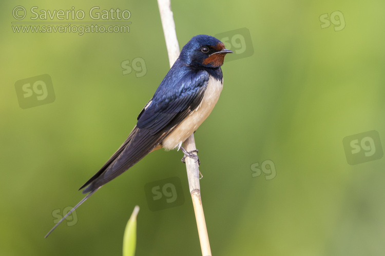 Barn Swallow, side view of an adult perched on a reed