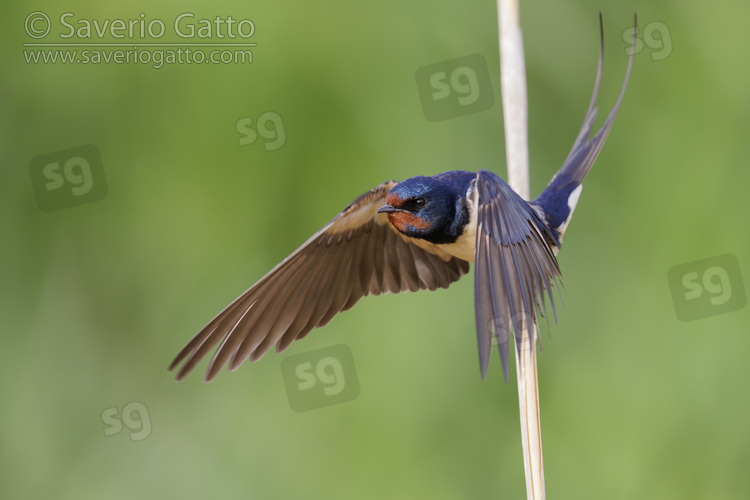 Barn Swallow, adult male in flight