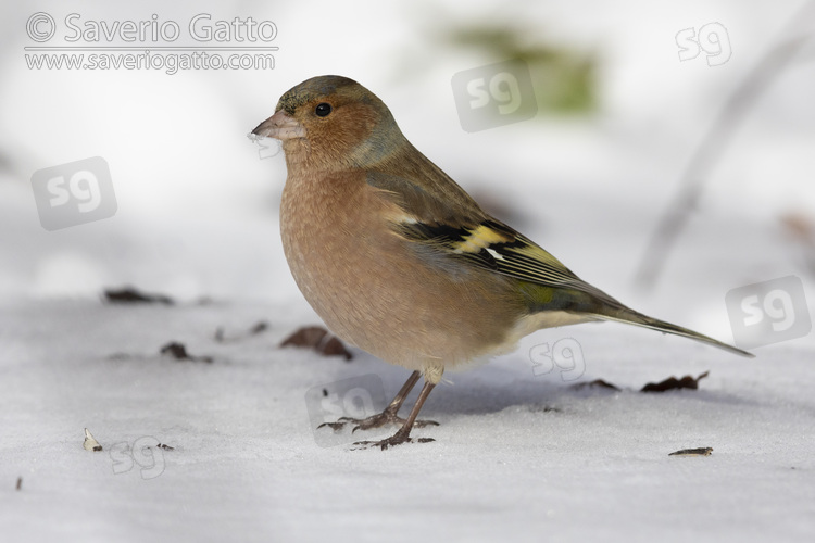 Fringuello, maschio in abito invernale posato sulla neve