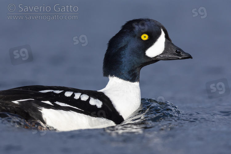 Quattrocchi d'Islanda