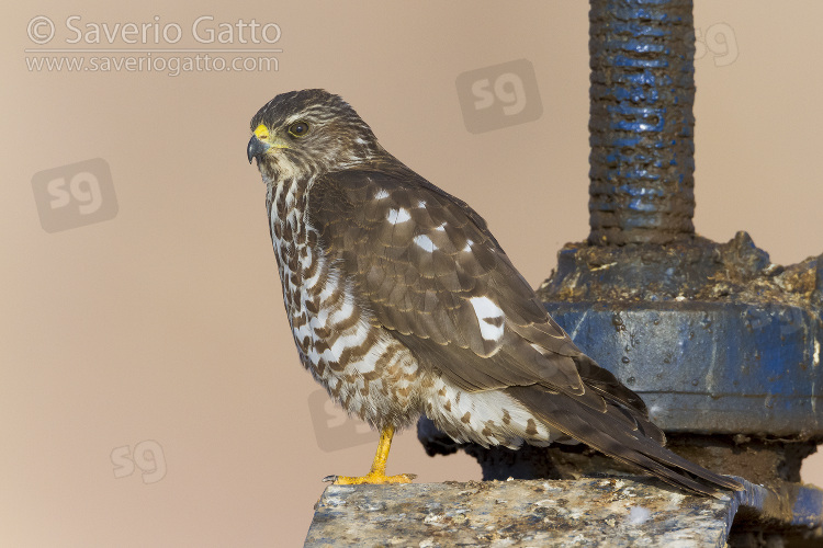 Levant Sparrowhawk