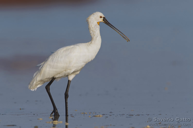 Eurasian Spoonbill