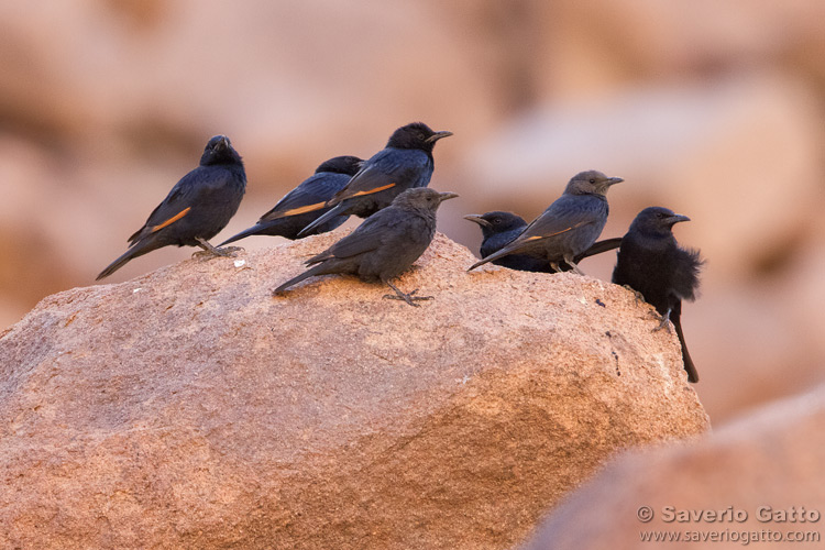 Tristram's Starling