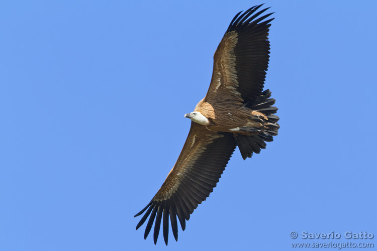 Griffon Vulture