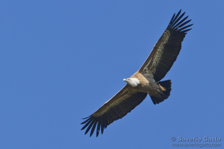 Griffon Vulture