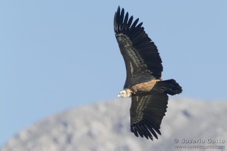 Griffon Vulture