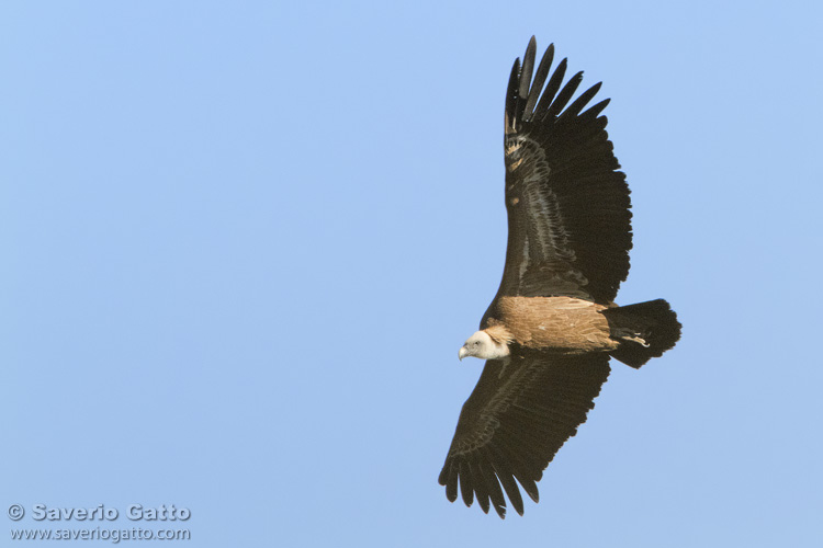 Griffon Vulture