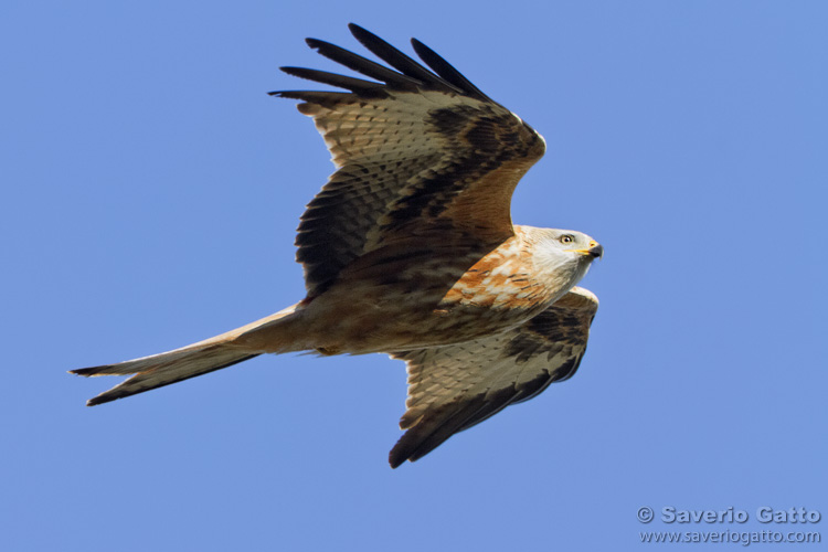 Red Kite