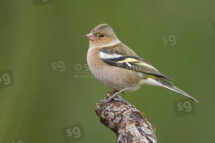 Common Chaffinch