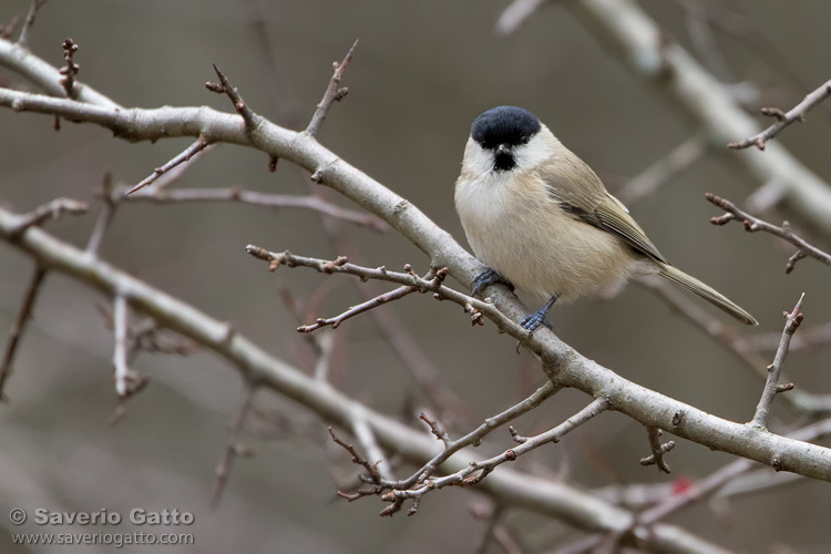 Marsh Tit