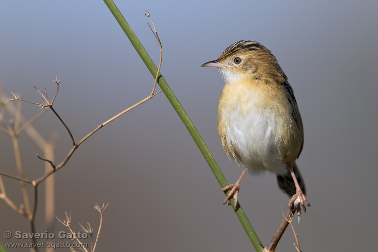 Zitting cisticola