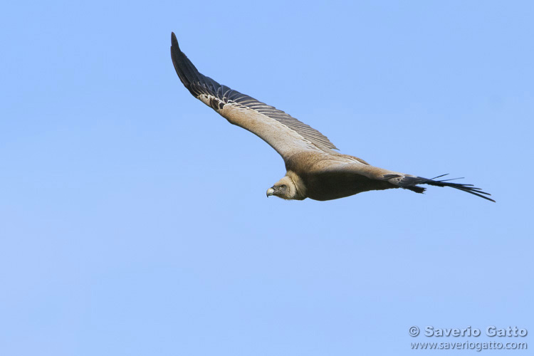 Griffon Vulture