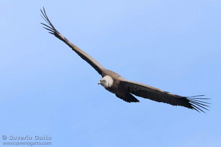 Griffon Vulture