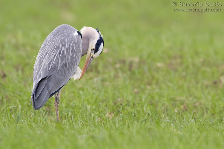 Grey Heron