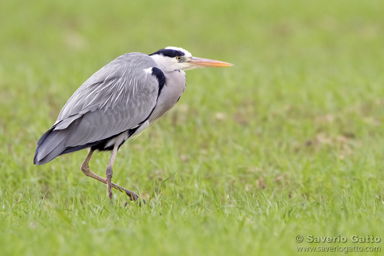 Grey Heron