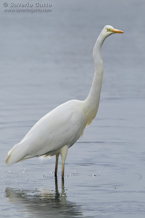 Airone bianco maggiore