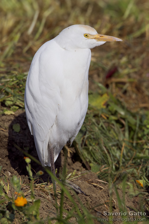 Cattle Egret