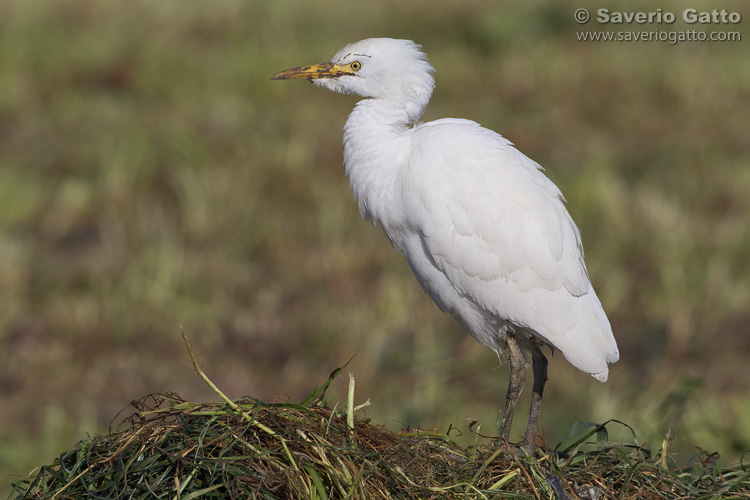 Cattle Egret