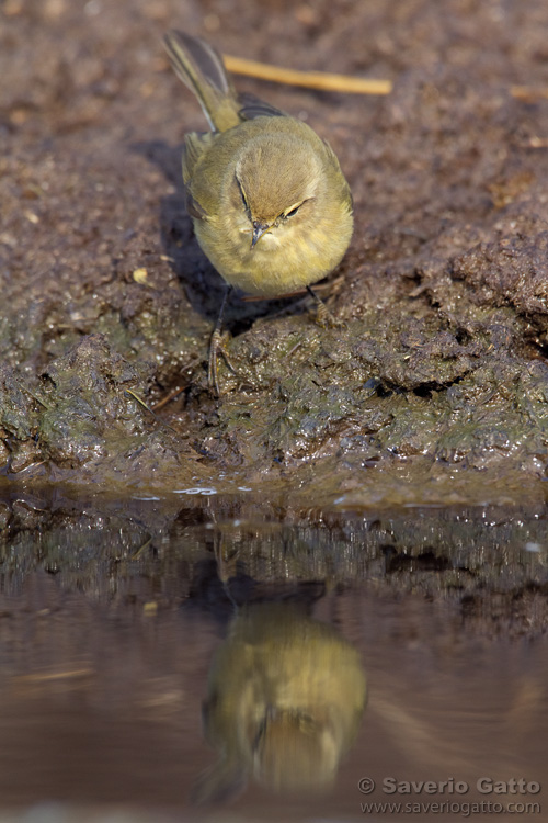 Common Chiffchaff