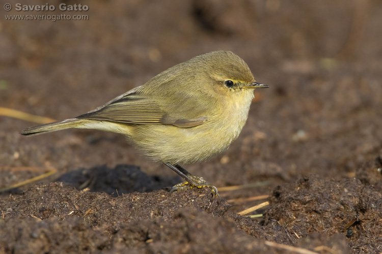 Common Chiffchaff