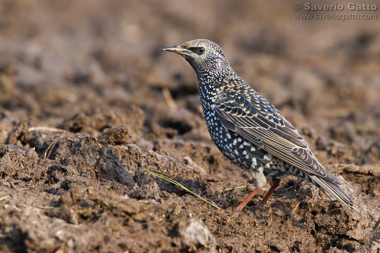 Common Starling