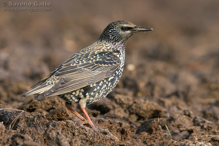 Common Starling