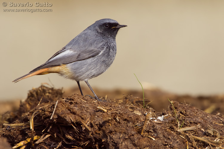 Black Redstart