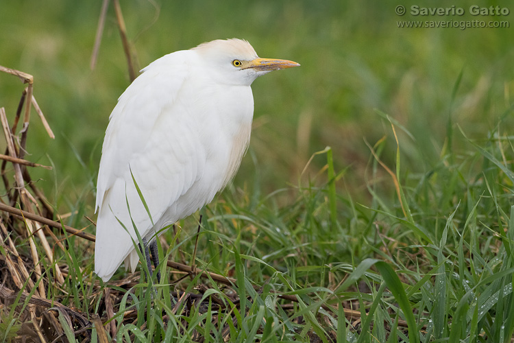 Cattle Egret